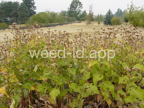 elecampane